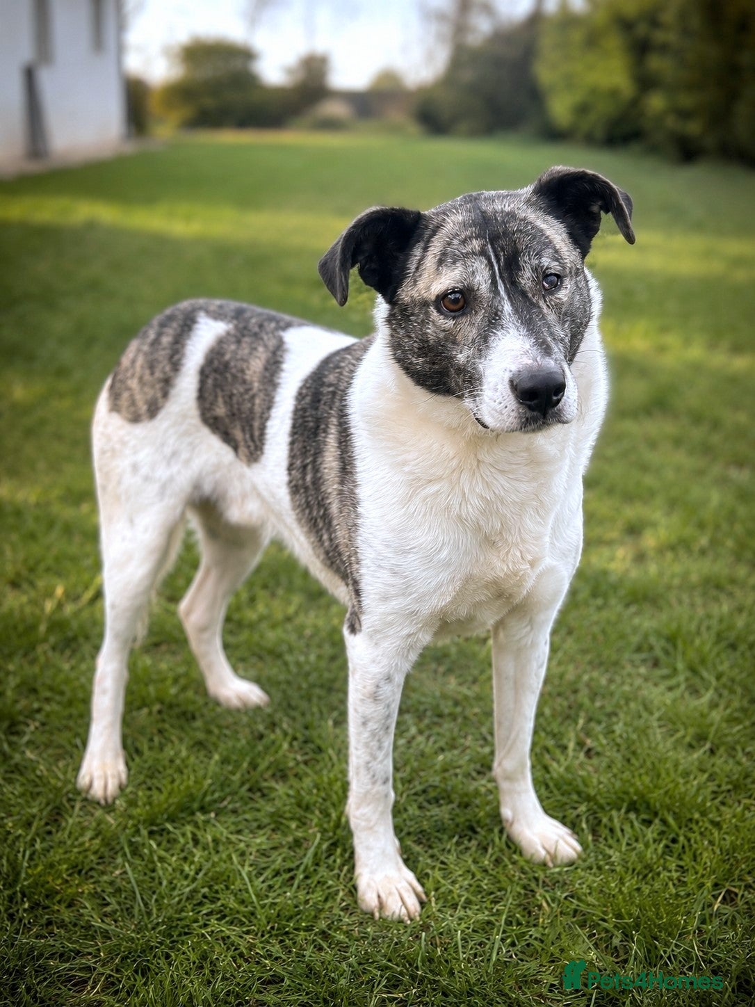 Mixed Breed dogs 💛🐾Marley, 5 years waiting… will he be chosen? 💛 - Advert 4