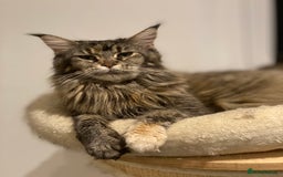 Maine Coon cats for sale: Attention please  - Image 20