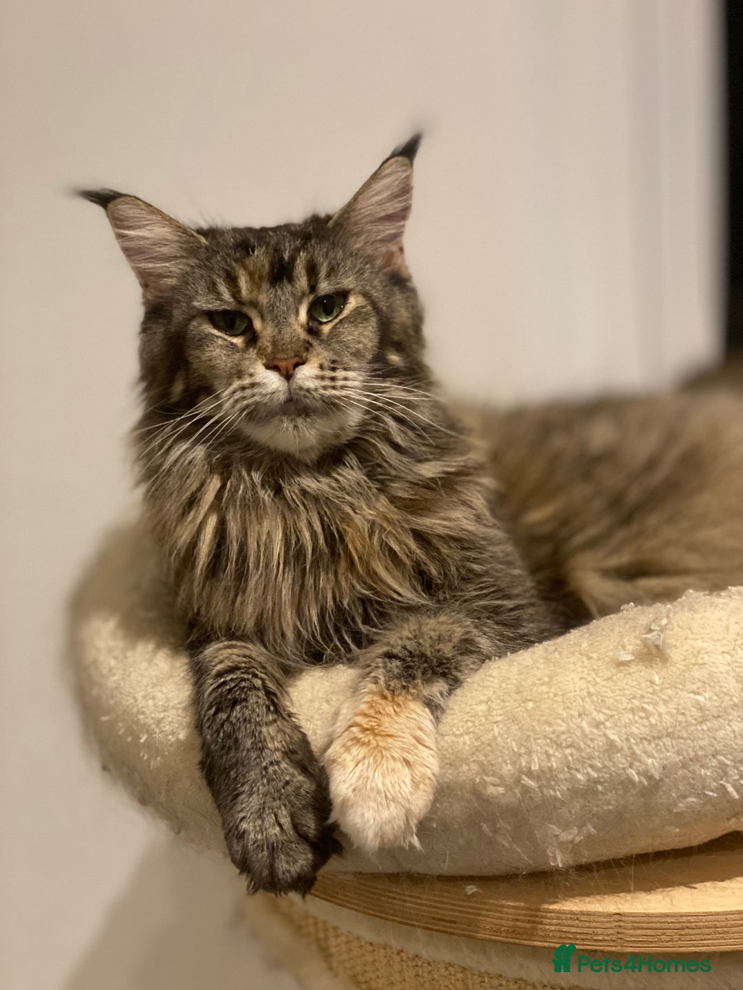 Maine Coon cats for sale: Attention please  - Image 20