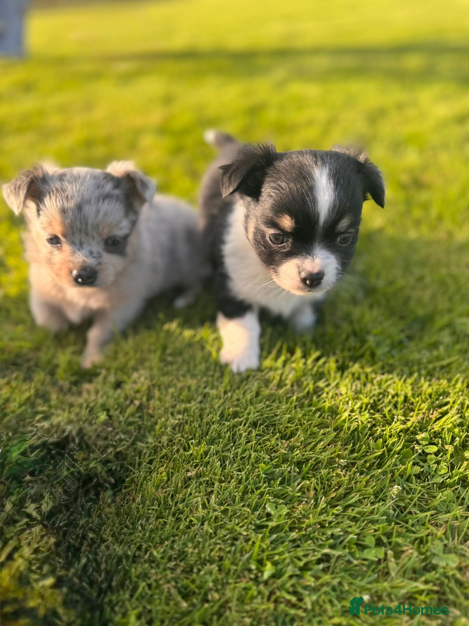 Chihuahua dogs Gorgeous Chihuahua Puppies – 1 Boy & 1 Girl  - Advert 1