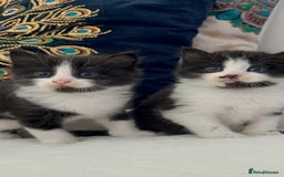 Domestic Shorthair cats for sale: Beautiful 5 tuxedo kittens available for new home. - Image 1