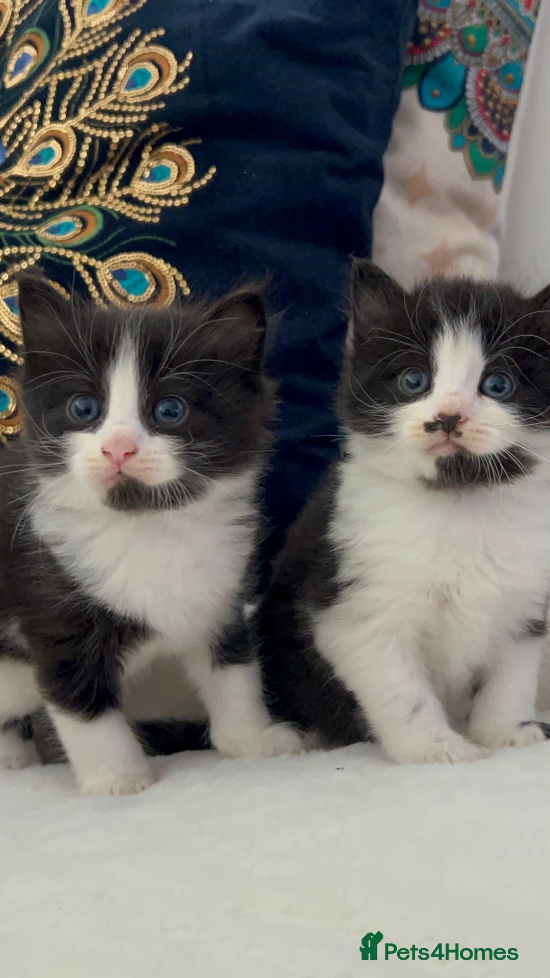 Domestic Shorthair cats for sale: Beautiful 5 tuxedo kittens available for new home. - Image 1