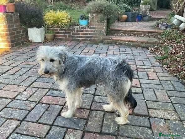 Mixed Breed dogs Meet Martha, currently residing in Kent - Advert 1