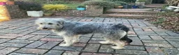 Mixed Breed dogs for adoption: Meet Martha, currently residing in Kent in Tonbridge - Advert 1