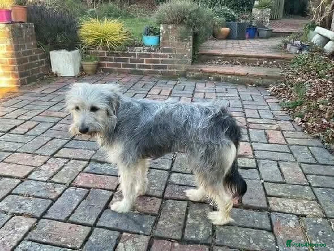 Mixed Breed dogs for adoption: Meet Martha, currently residing in Kent in Tonbridge - Advert 1