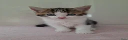 Mixed Breed cats for sale: 🐾Long haired ragdol cross kitten🐾 - Advert 5