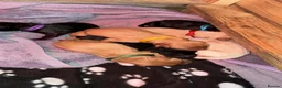 Labrador Retriever dogs for sale: Exceptional litter of Labrador puppies  - Advert 19
