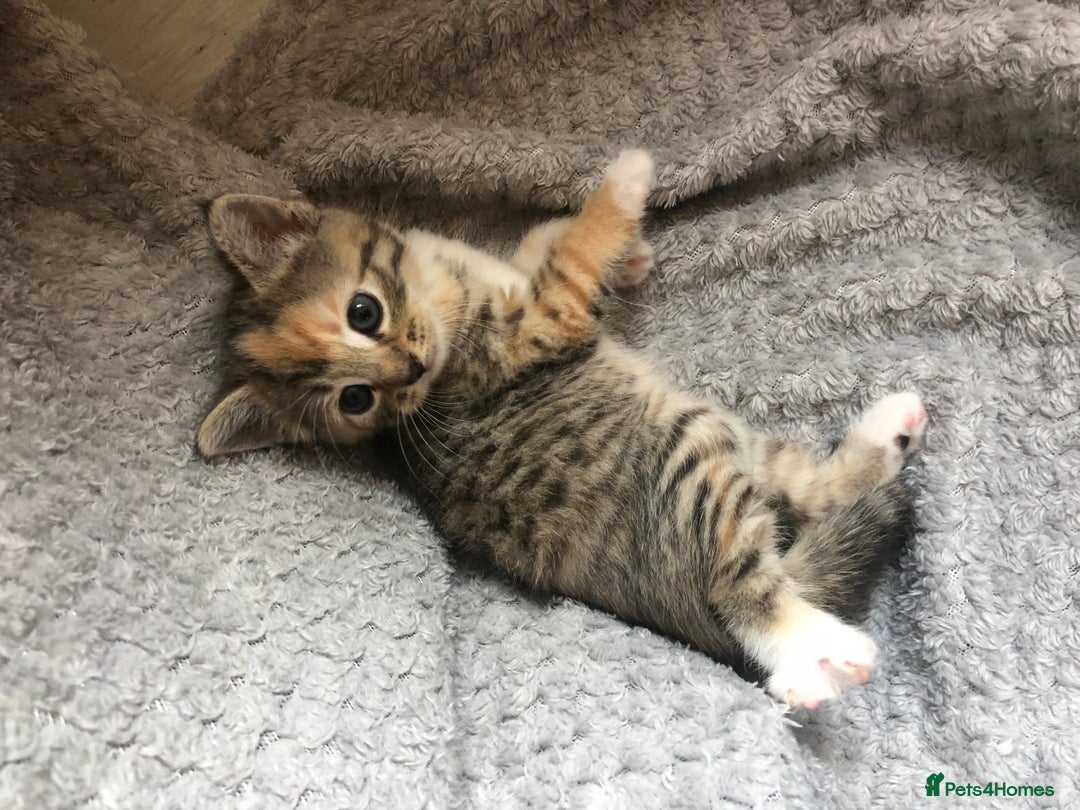 Mixed Breed cats for sale: Gorgeous Tabby kittens 7 weeks old  - Image 17