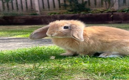 Mini Lop rabbits for sale: Mini lop rabbit  - Image 2