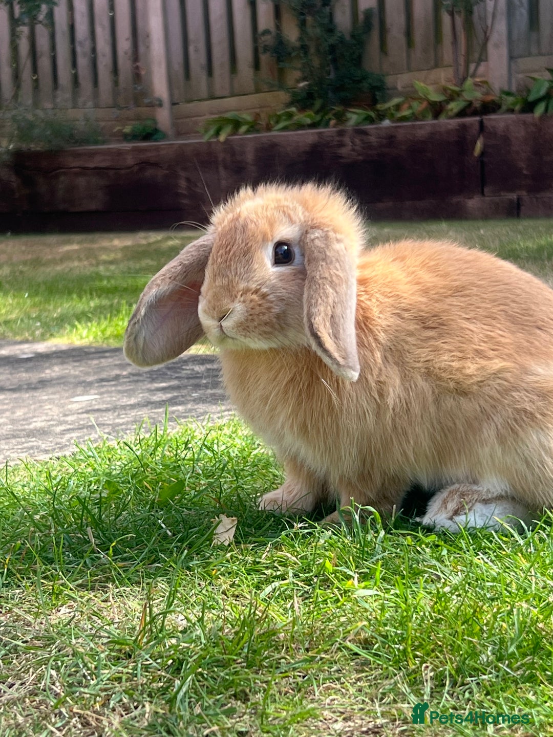 Mini Lop rabbits for sale: Mini lop rabbit  - Image 2