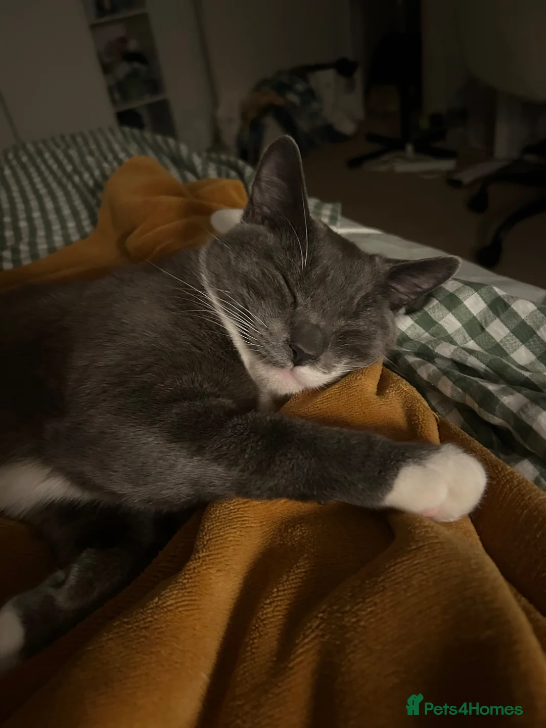 Domestic Shorthair cats for sale: Adorable, cuddly boy CHIPPED, NEUTERED, VACCINATED - Advert 2