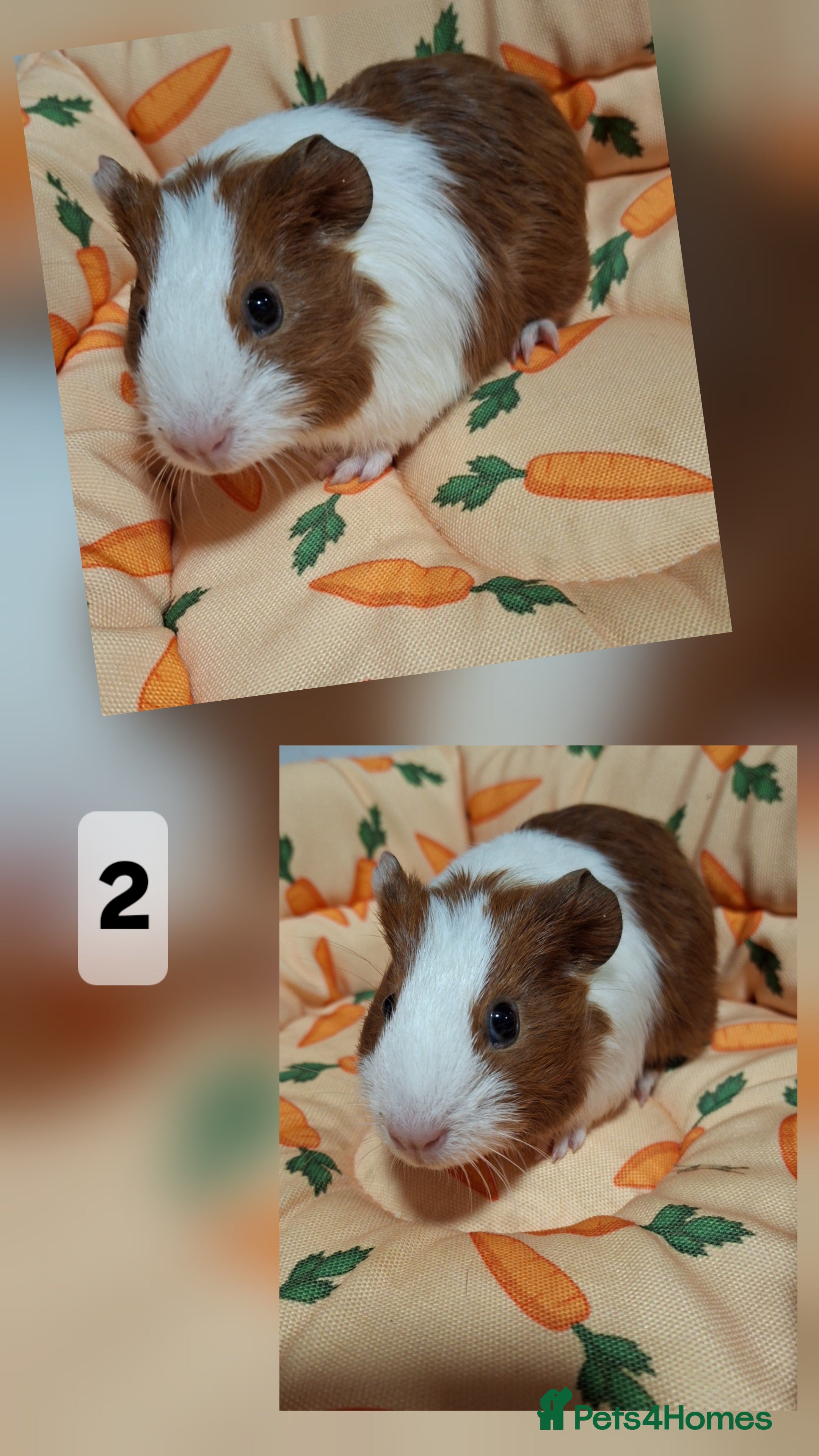 Guinea Pig rodents Lots of little cuties looking for new homes 🏡  - Advert 17