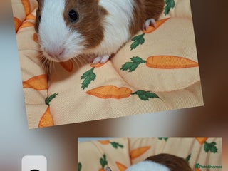 Guinea Pig rodents Lots of little cuties looking for new homes 🏡 - Advert 17