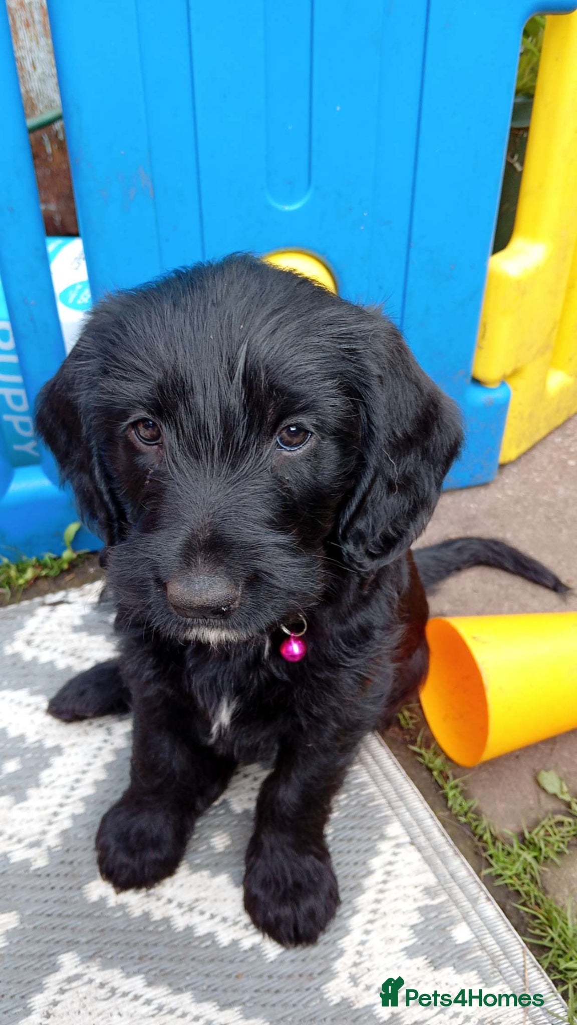 Mixed Breed dogs for sale: Ready Gorgeous Cockapoo x Gold Retriever x pups  - Advert 26