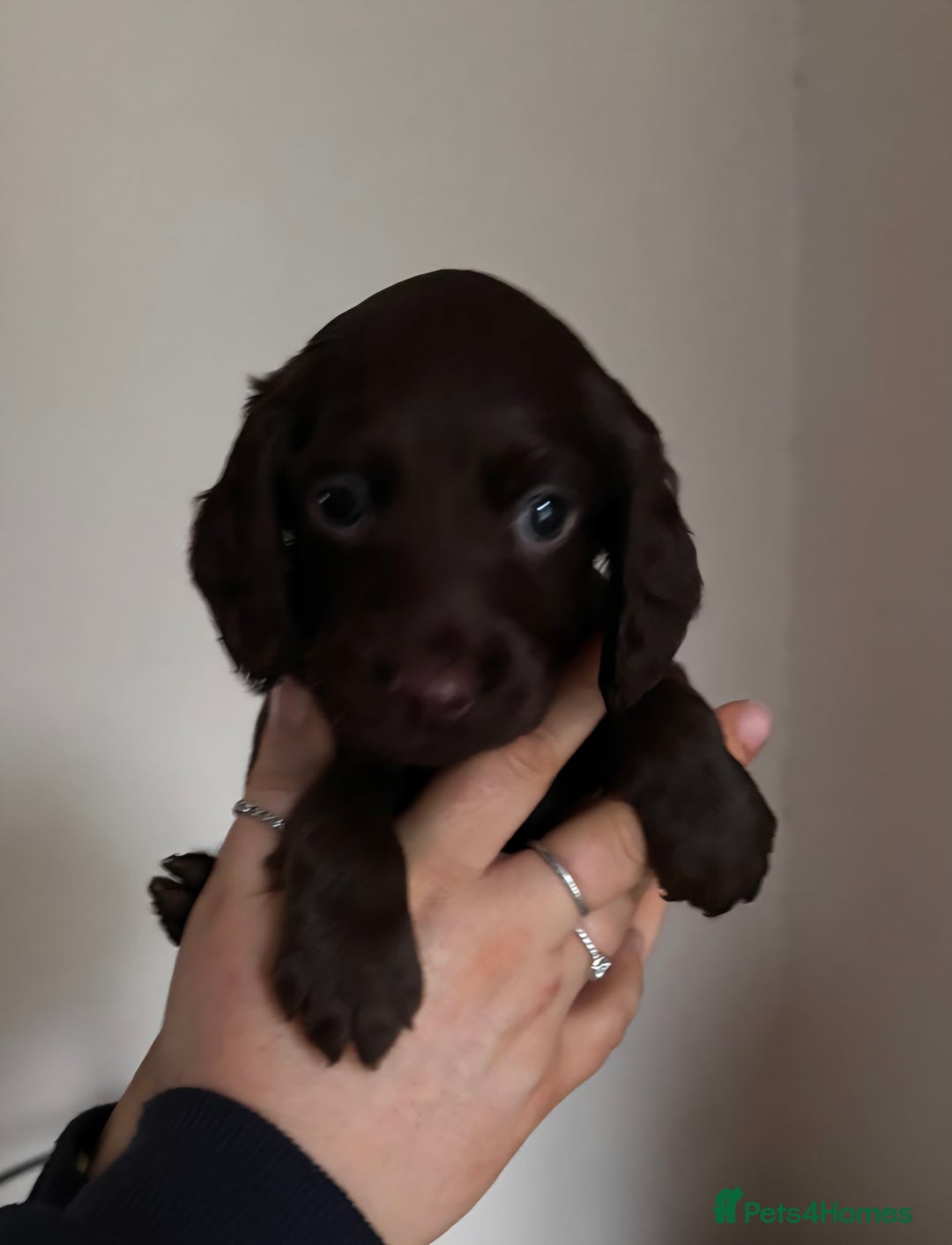 Cocker Spaniel dogs for sale: Working coker spaniel puppies - Advert 11