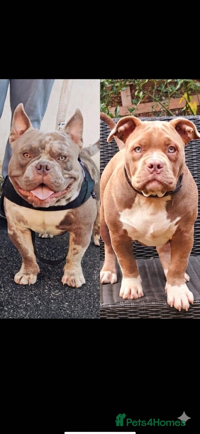 American Bully dogs 💎Elite Lilac Tri Pocket Bullies AKBC registered💎 - Advert 3