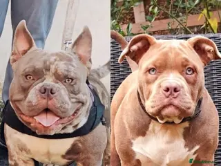 American Bully dogs 💎Elite Lilac Tri Pocket Bullies AKBC registered💎 - Advert 1