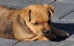 Mixed Breed dogs for sale: Border lakeland jack Russel puppies  - Image 5