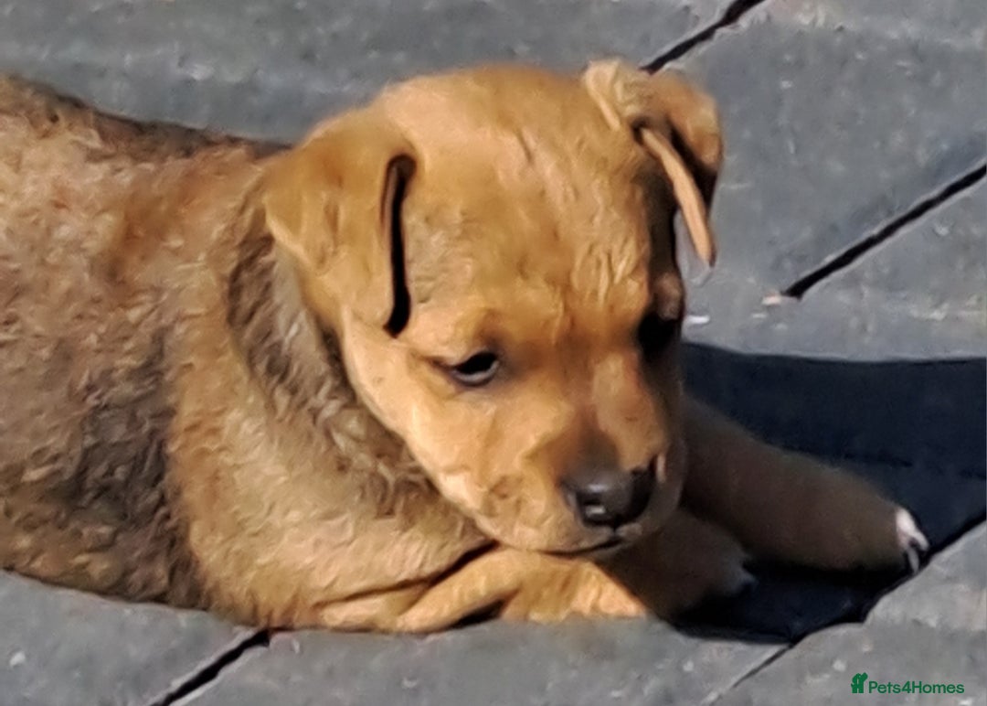 Mixed Breed dogs for sale: Border lakeland jack Russel puppies  - Image 5