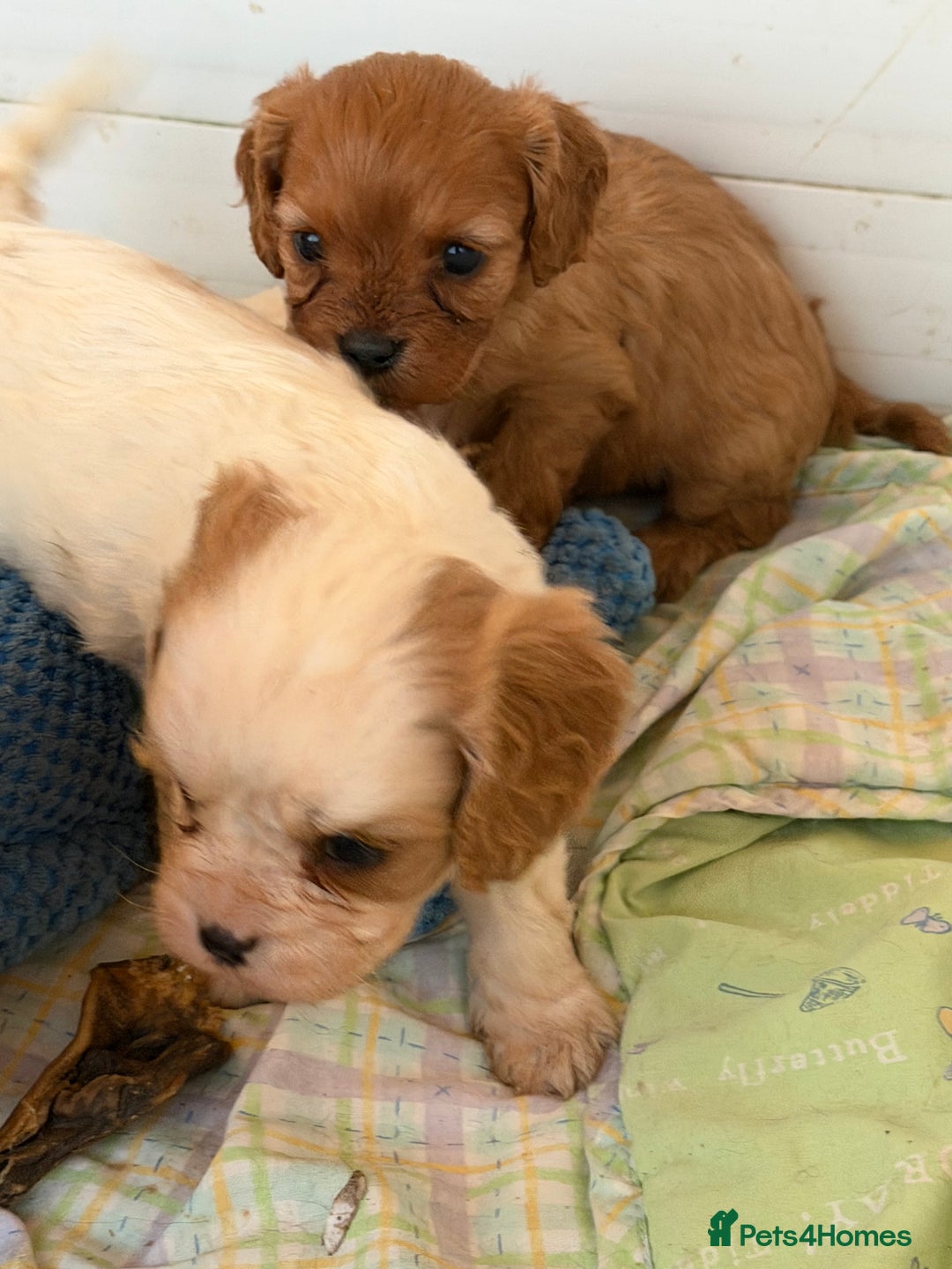 Cavapoo dogs for sale: Stunning cavapoo puppies ready 9th January  - Advert 12