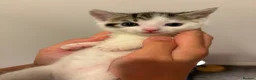 Domestic Shorthair cats for adoption: Adorable Kittens Looking for Their Forever Homes  - Advert 5