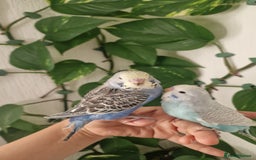 Budgerigars birds for sale: Tame baby budgies - Image 1