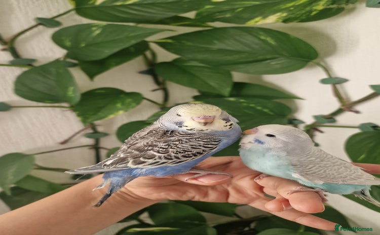 Budgerigars birds - Advert 2