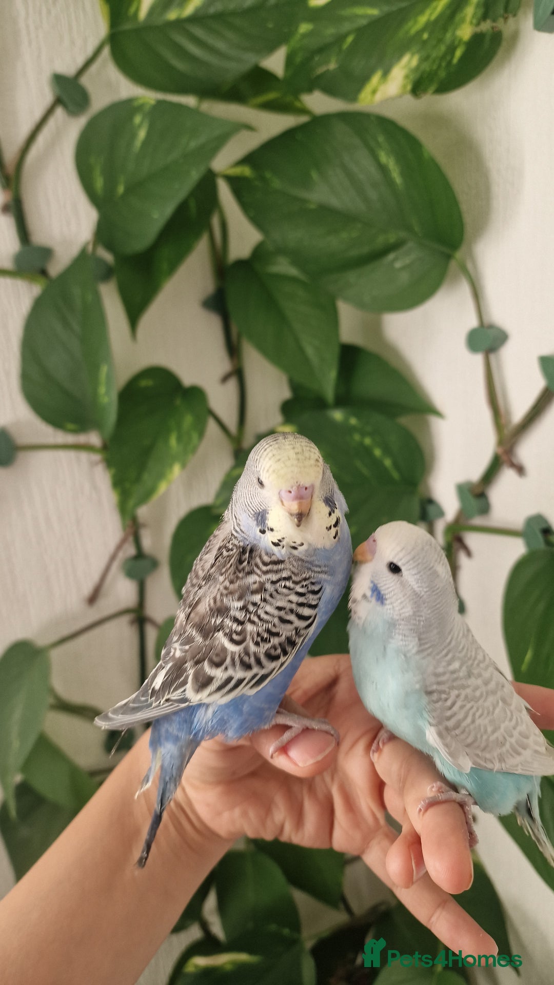 Budgerigars birds for sale: Tame baby budgies - Image 1