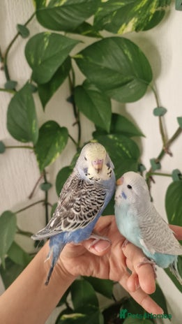 Budgerigars birds - Advert 5