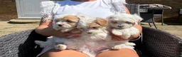Maltipoo dogs for sale: Maltipoo puppies  - Advert 10