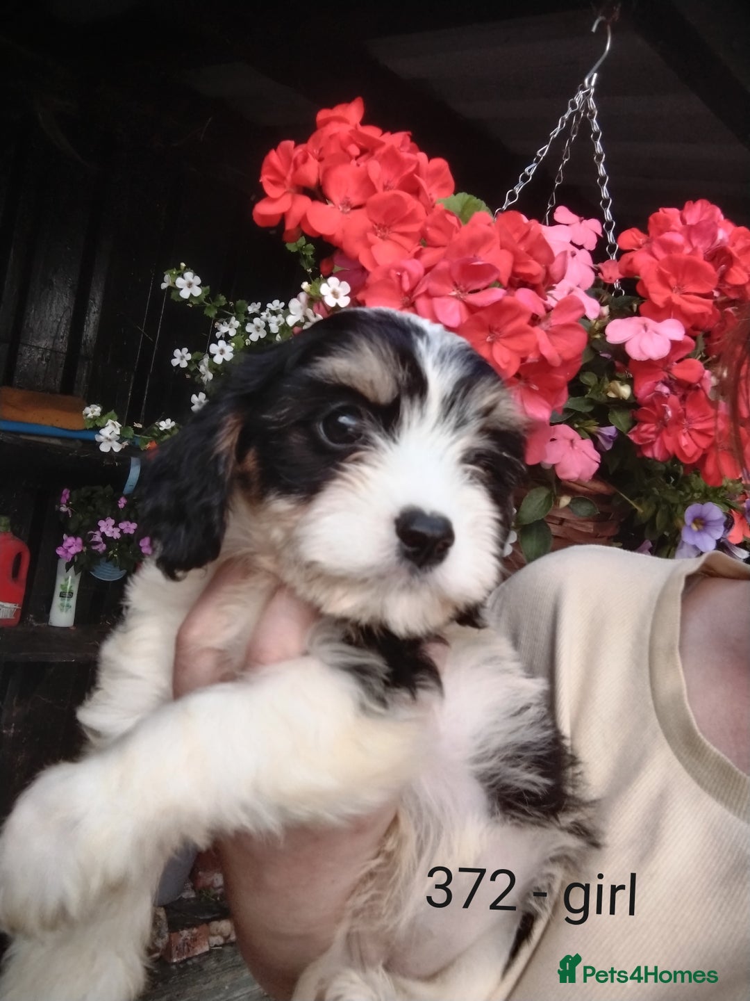 Cavachon dogs for sale: Beautiful F1 cavachons  - Image 8
