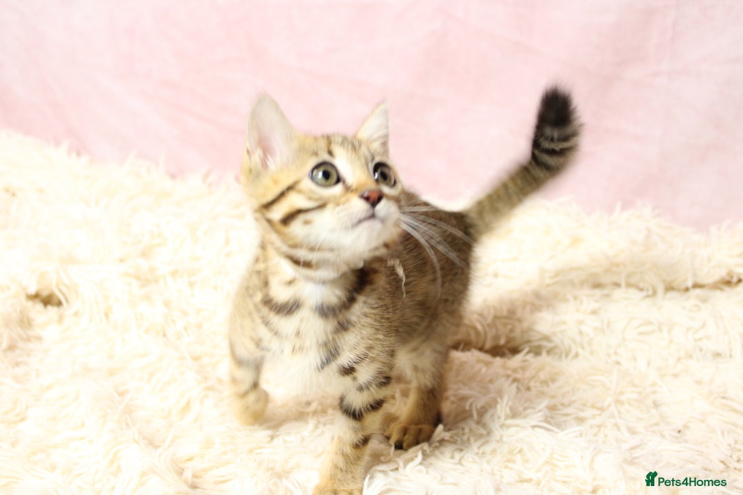 Bengal cats for sale: 🔥Stunning Bengal Kittens Available🔥 - Image 9