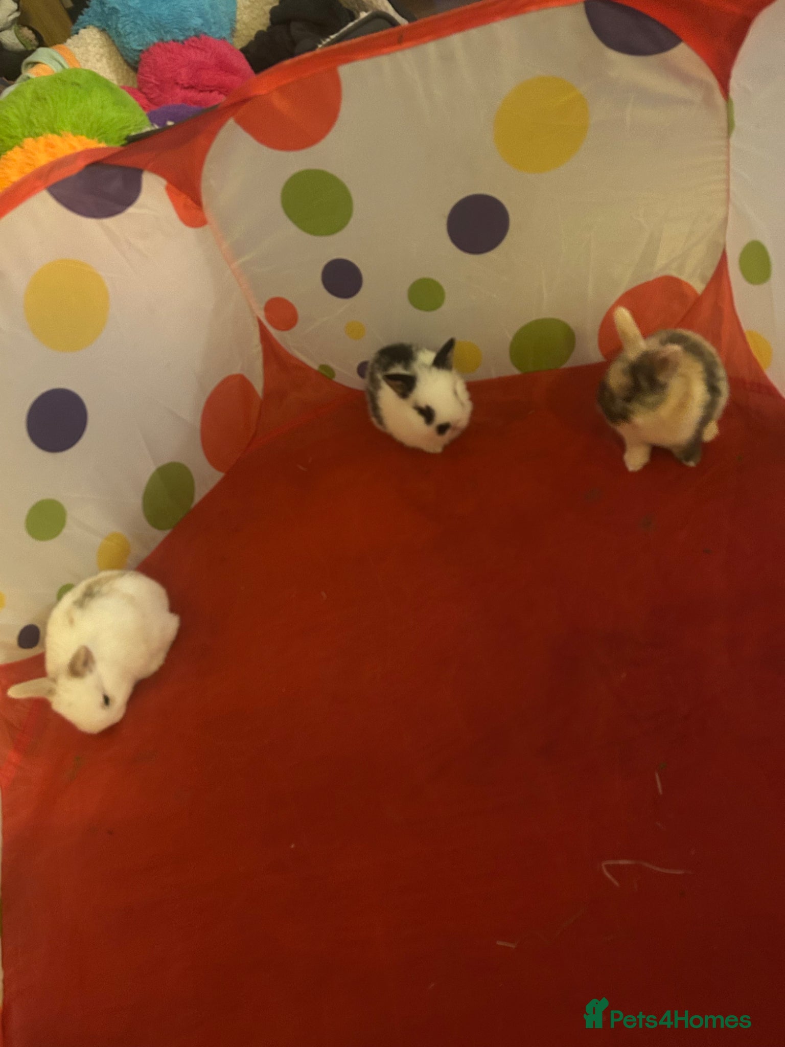 Mixed Breed rabbits 3 Mini lion lops  - Advert 16
