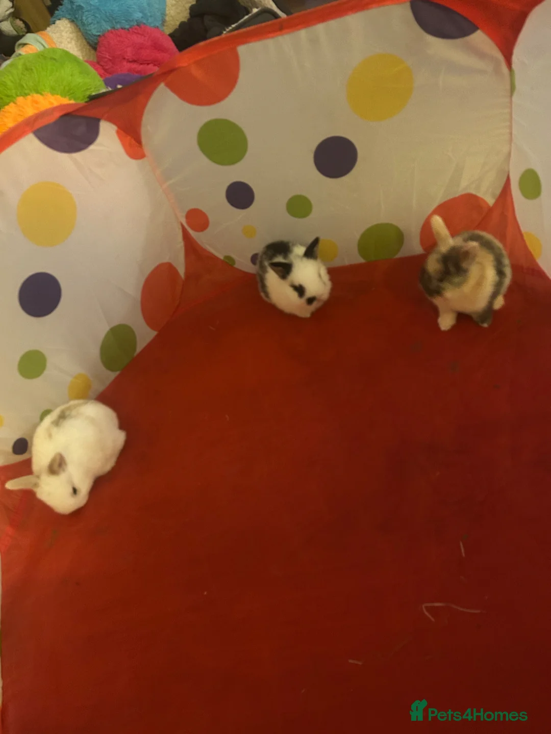 Mixed Breed rabbits for sale: 3 Mini lion lops  - Advert 1