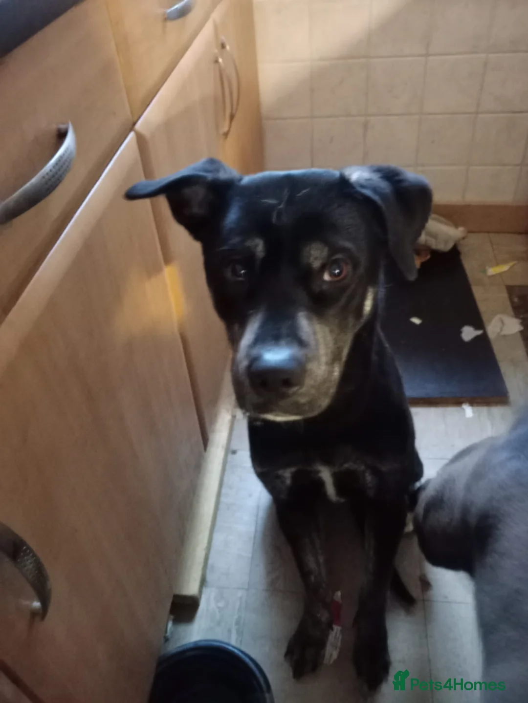 Mixed Breed dogs for sale: Spike needs rehoming as owner had change of circum - Advert 2