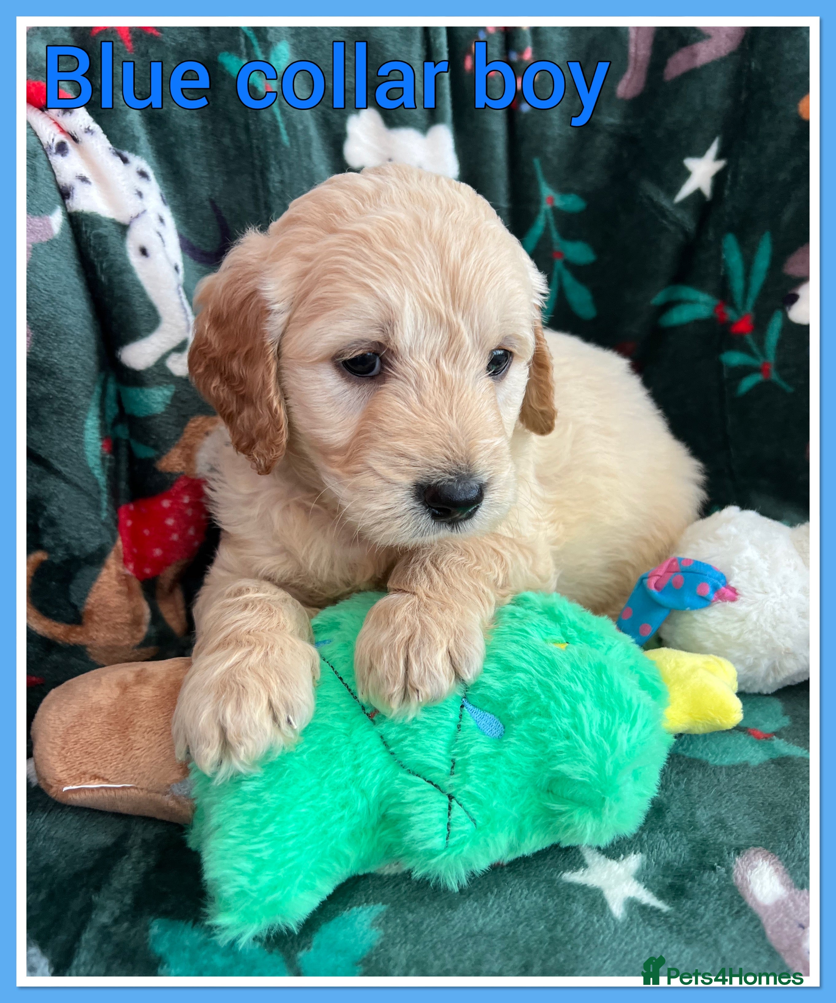 Mini Goldendoodle dogs 🐾STUNNING F1 MINIATURE GOLDEN DOODLES 🐾 - Advert 8