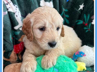 Mini Goldendoodle dogs 🐾STUNNING F1 MINIATURE GOLDEN DOODLES 🐾 - Advert 11