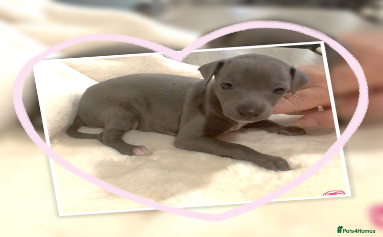 Italian Greyhound dogs - Advert 1