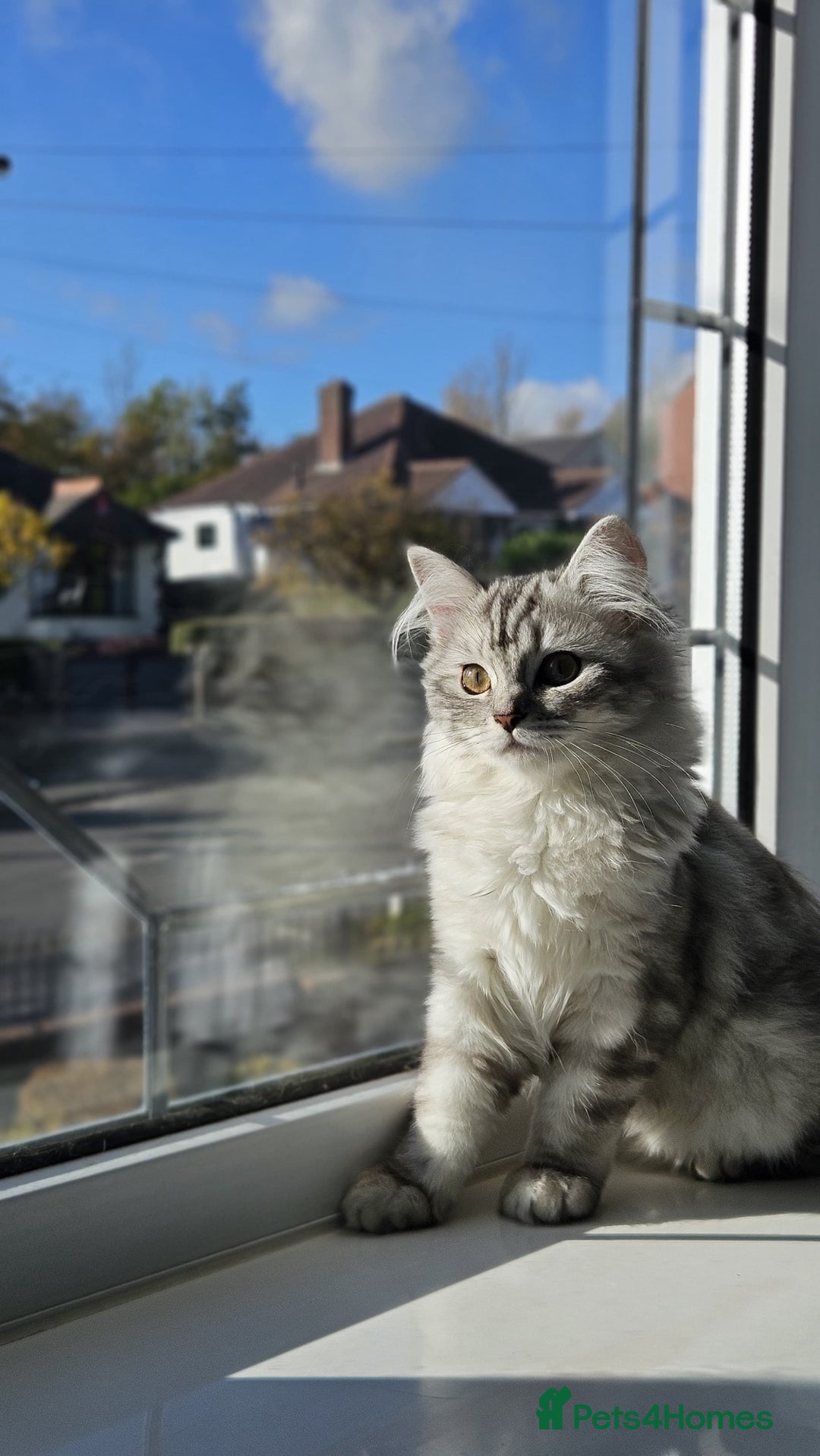 Perdoll cats for sale: Persian Ragdoll Kitten & Ginger Tabby Cat - Advert 5