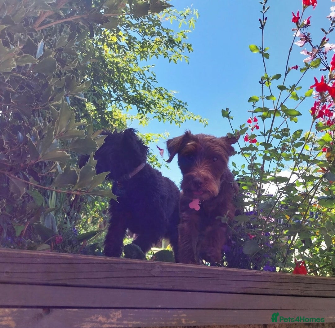 Mixed Breed dogs for sale: Poodle Cross Puppies (x2 female left) - Advert 2