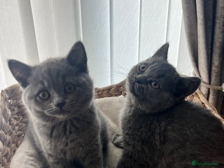 British Shorthair cats - Advert 14