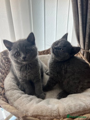 British Shorthair cats - Advert 8