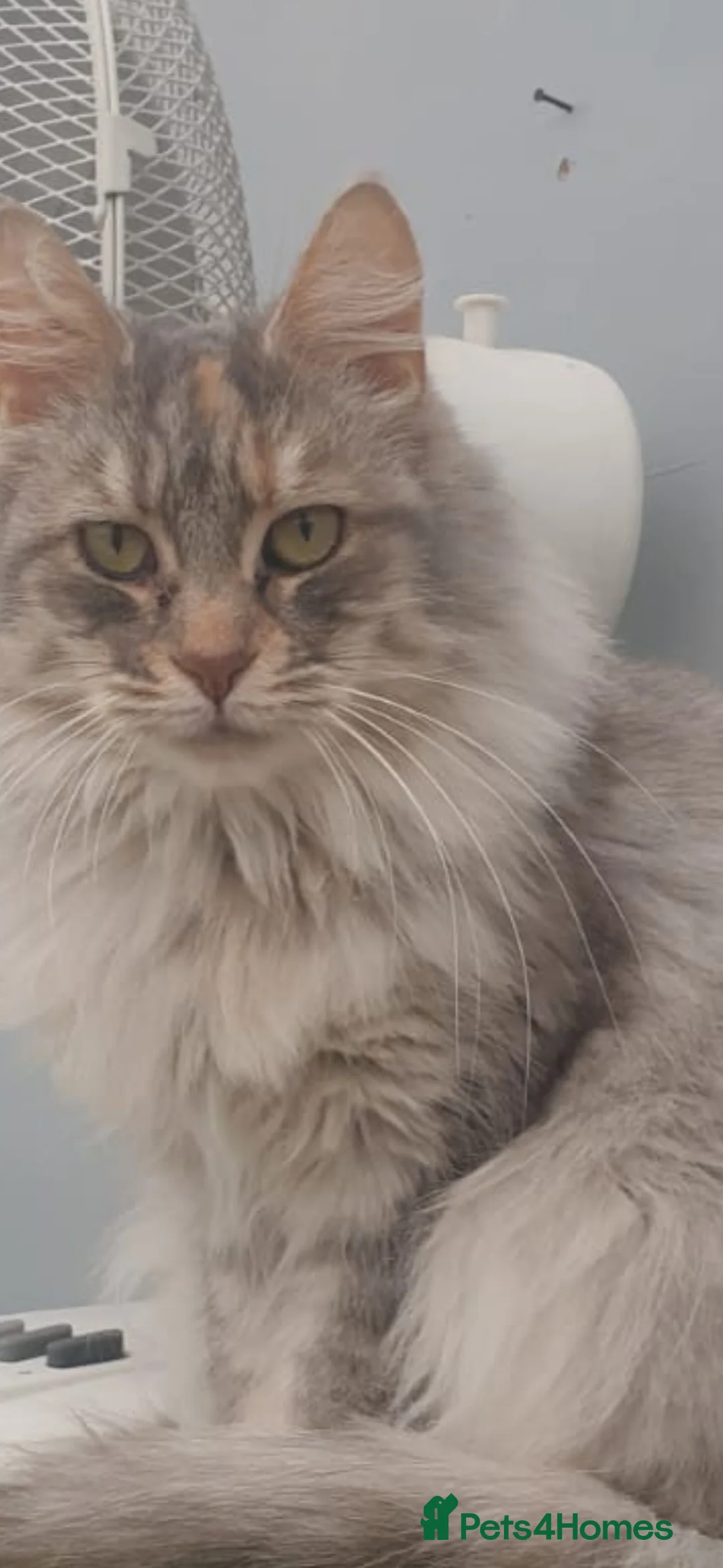 Maine Coon cats for sale: Maine coon xxx  - Advert 6