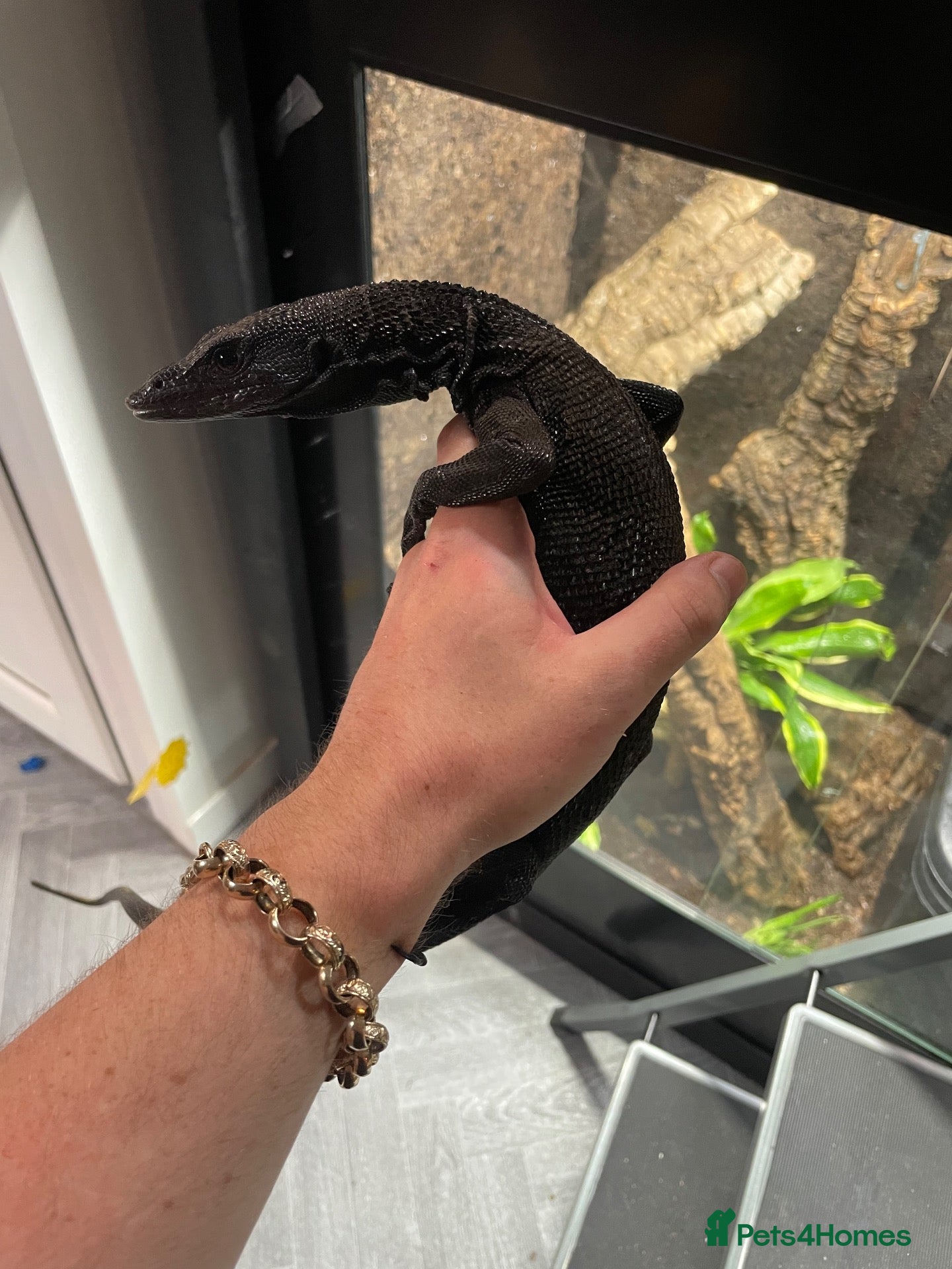 Monitor reptiles Male Varanus Baccarii (Black Tree Monitor) - Advert 1