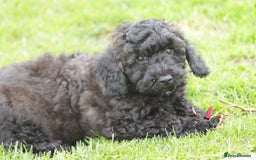 Poochon dogs for sale: F1 Poochon puppy for sale - Image 28