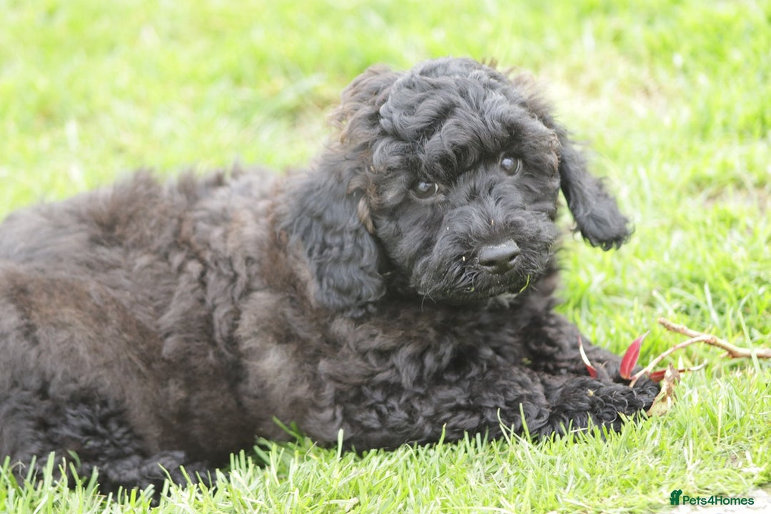 Poochon dogs for sale: F1 Poochon puppy for sale - Image 28