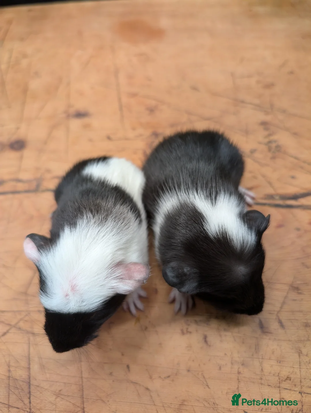 Guinea Pig rodents for sale: Baby boy guinea pig pair  - Advert 5