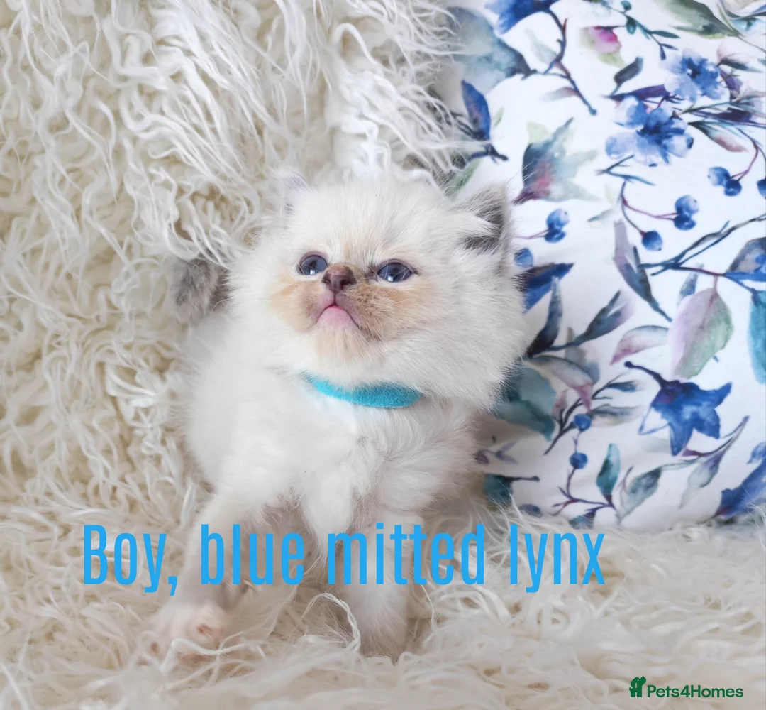 Ragdoll cats for sale: BEAUTIFUL RAGDOLLS KITTENS GCCF REGISTERED  - Advert 25