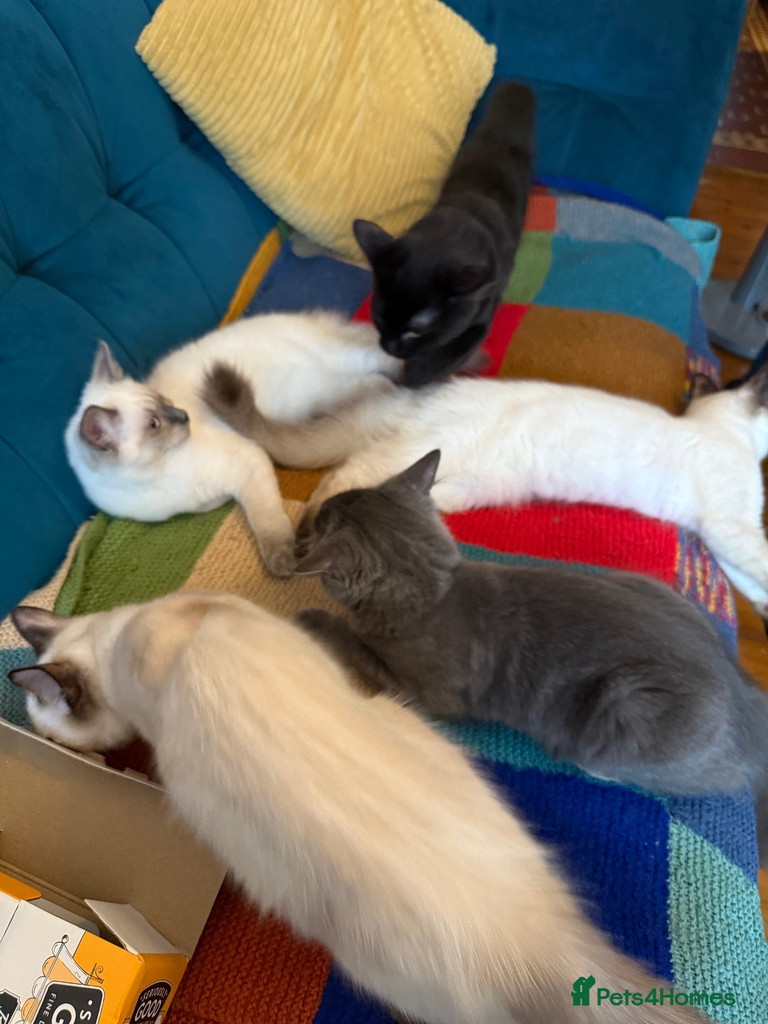 Ragdoll cats for sale: Ragdoll kittens for sale  - Image 10