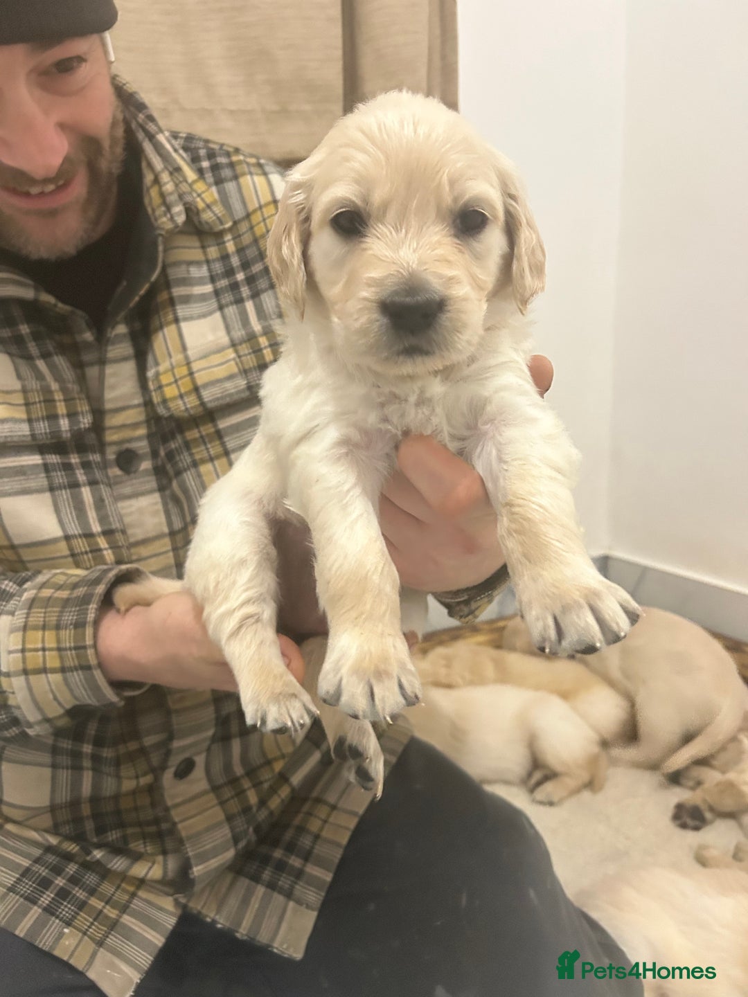 Golden Retriever dogs for sale: Pure breed, show line, ready 23/12/25  - Advert 18